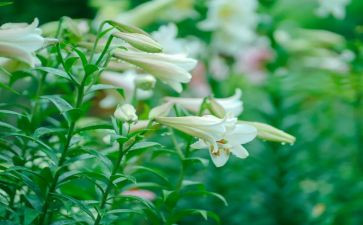 百合的读后感推荐5篇