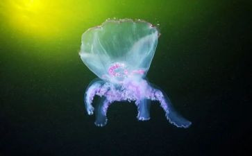 初中生物教师年终工作总结5篇