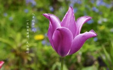 销售八月份工作总结5篇