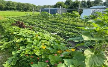 母亲做的菜600字作文6篇