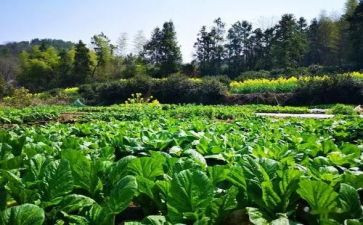 蔬菜的根和茎教案通用8篇