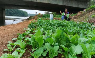 蔬菜园教学反思5篇