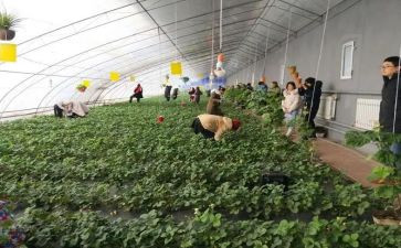 采摘游活动方案6篇