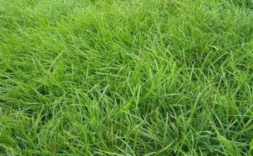 中班关于草的教案通用7篇