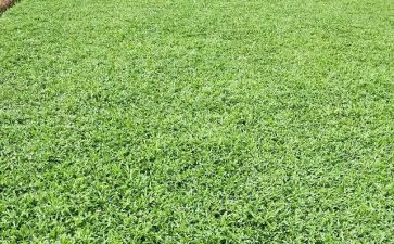 游杜甫草堂作文8篇
