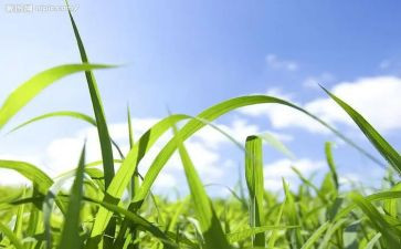 2022年烟草年终总结5篇