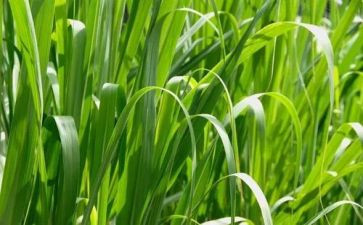 《草房子》两百字读后感8篇