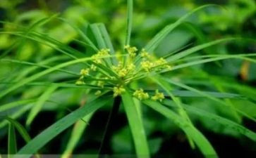 草房子的读后感400字精选7篇