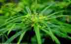 草房子的读后感400字精选7篇