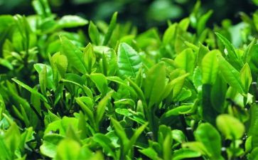 茶销售工作总结模板5篇
