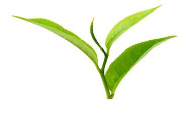 幼儿园关于茶的教案优质7篇