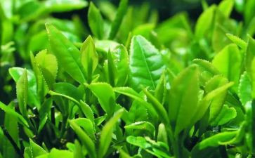 茶的年终总结6篇