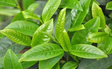销售茶年终总结7篇
