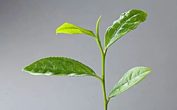 幼儿园关于茶的教案优秀8篇