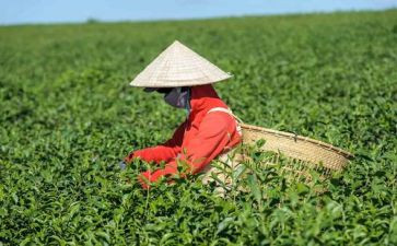茶销售工作总结优秀5篇