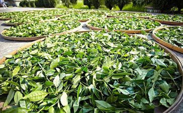 茶企业工作总结5篇