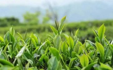 茶楼工作总结5篇