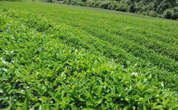 茶年度工作总结范文8篇