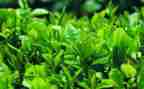 茶的工作计划范文最新8篇