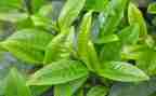 销售茶年终总结7篇