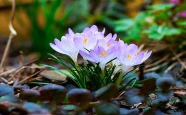 我在______过春节作文6篇