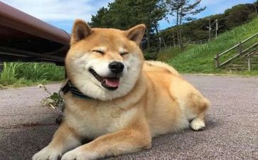 我小狗的作文推荐7篇