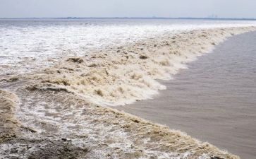 观潮读书心得体会5篇