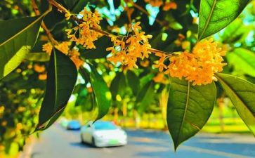 桂花教案模板7篇