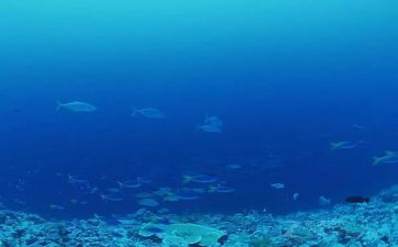 海底的鱼教案精选5篇