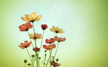 棉花采购合同5篇