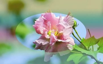 捡棉花合同5篇