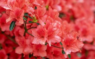 21.芦花鞋教学反思5篇