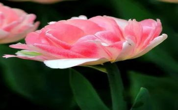 21芦花鞋教学反思7篇