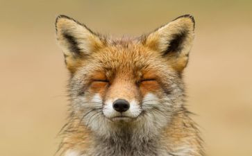 蓝狐狸读后感优秀7篇