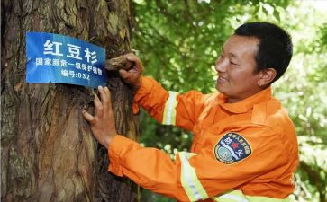 护林防工作总结最新7篇