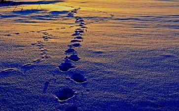 脚印作文优秀5篇