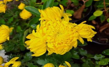 菊花的优秀作文最新8篇