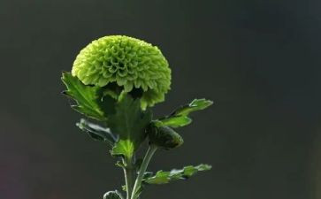 菊花的优秀作文8篇