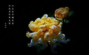 菊花教案7篇