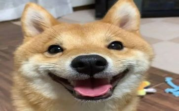 中班开心教案6篇