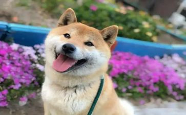 一件开心的事作文5篇