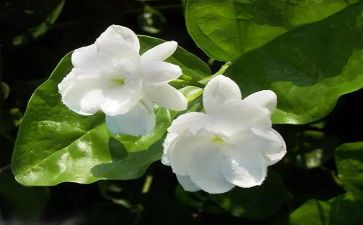 茉莉花二教案5篇