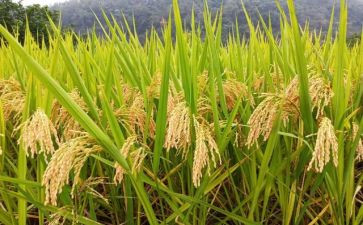 关于写节约粮食的演讲稿5篇