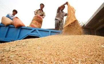 村粮食生产调研报告范文6篇