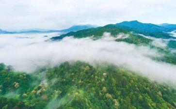 林业站自查报告参考5篇