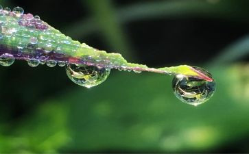 小露珠教学反思7篇