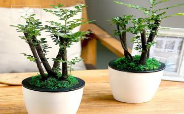 绿野读后感精选5篇