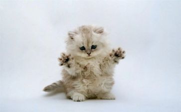 天猫年度工作总结8篇