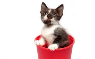 四年级语文《猫》教学反思8篇