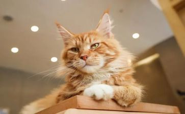 猫优秀教学反思5篇